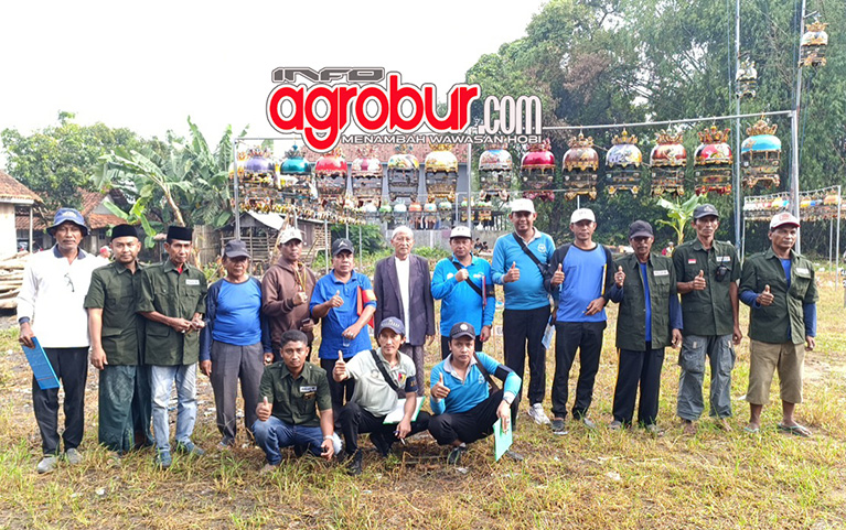 Latber Malza BF Burneh Bangkalan (Rabu, 19/11), Jet Iluzee dan Mutiara JBN Tampil Terbaik dalam Kondisi Cuaca Mendung.dan Panas