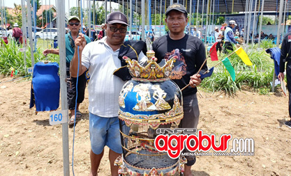 Lavida Bird Farm Bluto Sumenep, Duet Jago Lama dan Orbitan Anyar, Siap Ramaikan Konkurs 2026