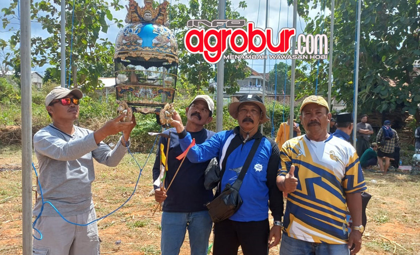 Bintang Surya Bird Farm Bluto Sumenep, Jelang Konkurs 2026, Masih Andalkan Las Vegas dan Siapkan Amunisi Baru