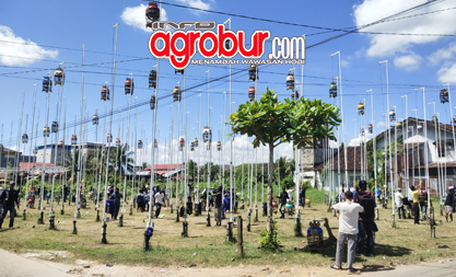 Liga Perkutut Kal-Sel #2 Banjarmasin, Persaingan Makin Ketat, Si Pitung, Iran dan Bunga Tembus Podium Pertama